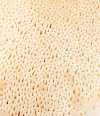 Sponge on a mushroom as an abstract background