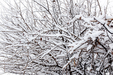 White snow on the branches of a tree in winter