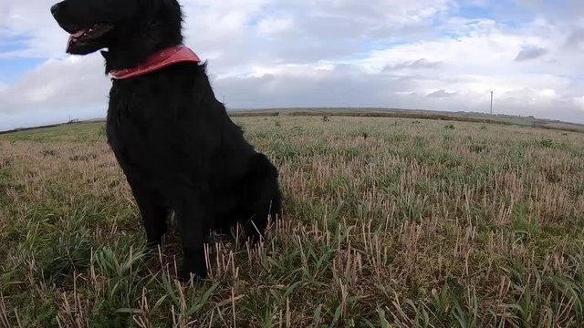 flat coated retriever in windy field