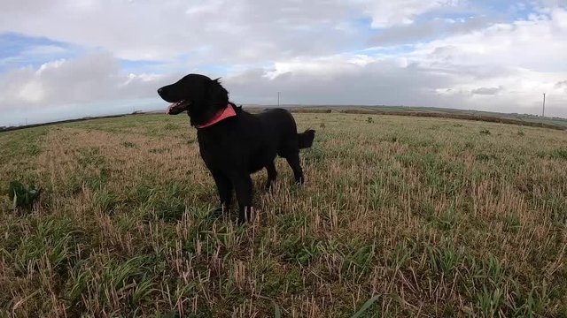 flat coated retriever