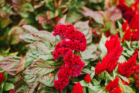 Red celosia flower bushes