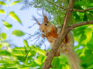 Squirrel on the branches of a tree in nature