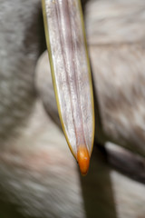 Beak at the pelican in the park