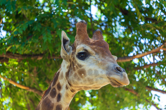 Portrait of a giraffe in a zoo