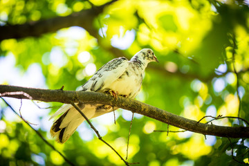 Obraz premium A dove sits on a tree branch in summer