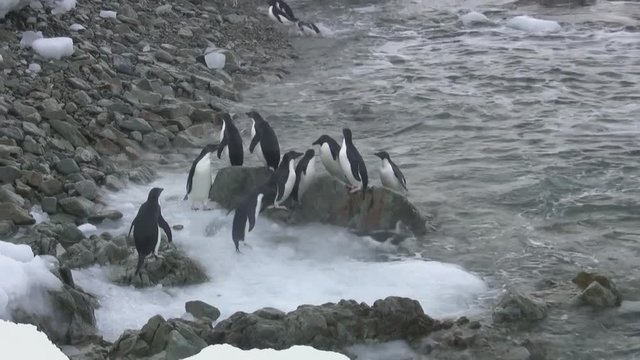 small group of adelis penguins that overlook the rocky coast of the antarctic island