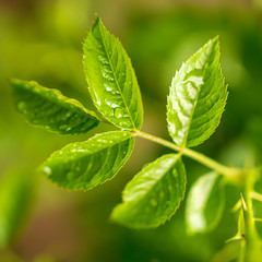 Beautiful green leaves on a tree branch
