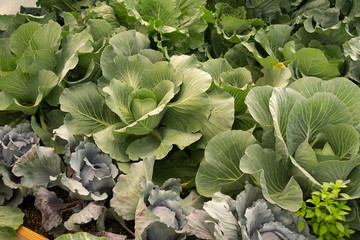 Naklejka premium cabbage