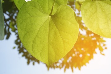 fresh green leaf and sunlight