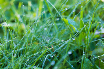 fresh morning grass with dew