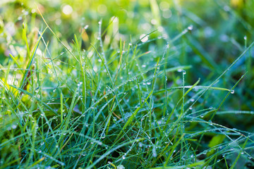fresh morning grass with dew