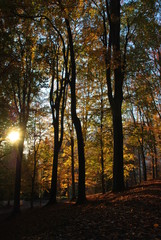 Fototapeta premium Autunno