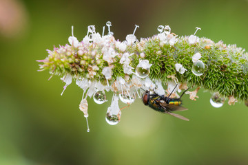 green bottle fly in dew
