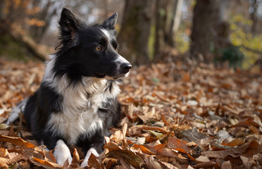 A wonderful border collie puppy plays with his ball in the autumn leaves.