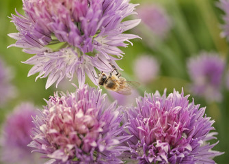 macro shot of an honey bee surrounded by purple flowers in front of green gras