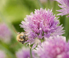 very close up macro of a yellow honey bee collecting pollen on an magenta flower in summer