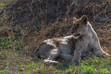 Beautiful portrait of lioness lying down on the Serengeti plains, Tanzania	