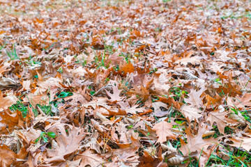 autumn leaves on the ground