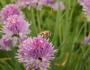 close up macro of a honey bee harvesting in colourful summer garden