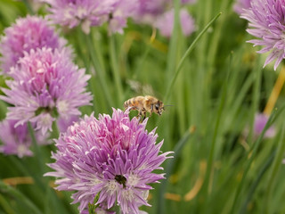 macro close up of an flying honey bee in colourful garden scene in summer