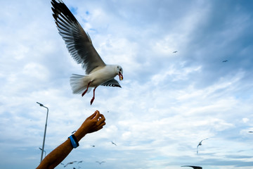 Single seagull flying in a sky as a background at Bangpoo.