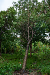 broken trees after a strong storm went through