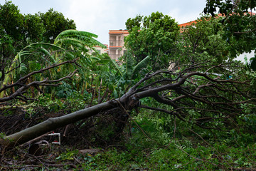 broken trees after a strong storm went through