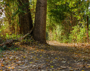 Path and tree