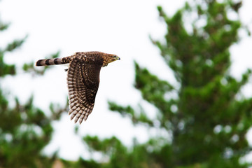 Cooper's hawk with prey,  mourning dove 