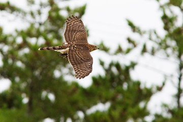 Cooper's hawk with prey,  mourning dove 