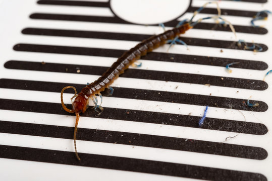 centipede stuck by a bug catcher close up