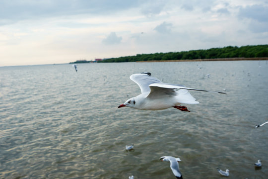 The seagull flying in a sky as a background at Bangpoo.