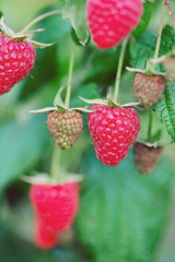 raspberries growing in garden