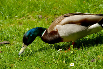 Male mallard duck feeding