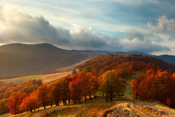 autumn yellow wood. the sky beautiful clouds. grazing cows