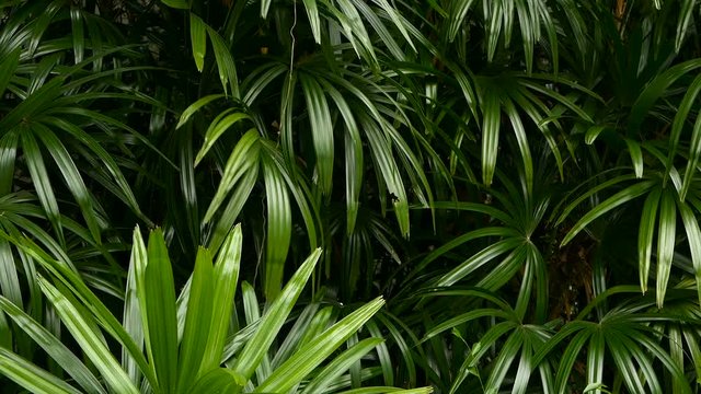 Bright juicy exotic tropical greens in the jungle forest equatorial climate. Background with unusual plant foliage swaying. Natural texture with juicy leaves. Sunlight on the palm leaf.