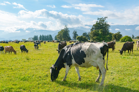 Cow eating green glass, New Zealand farm animal