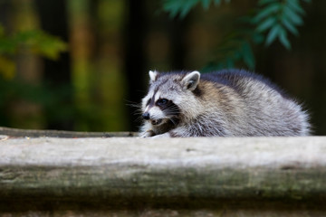 fat raccoon portrait