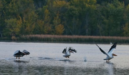 Pelicans
