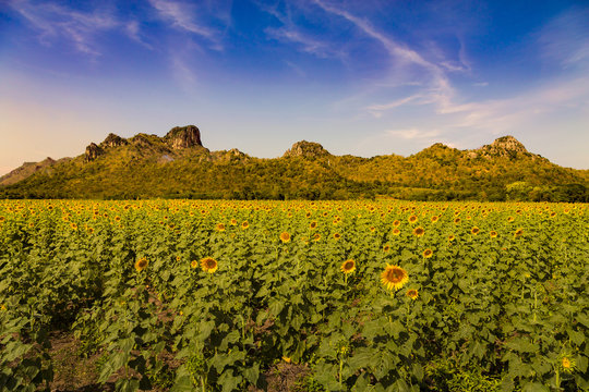 Big sunflower field with mountain skyline, natural landscape background