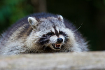 fat raccoon portrait