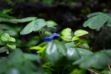 Naklejka premium Blue Poison Dart Frog