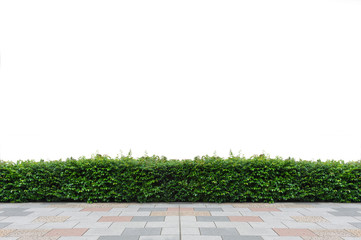 Green hedge or Green Leaves Wall on isolated