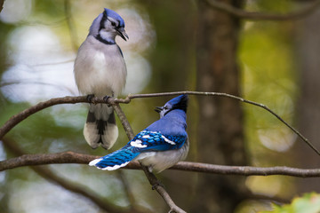 blue jay in autumn