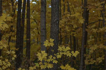 Fall on Lake Decatur