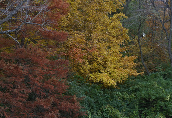 Fall on Lake Decatur