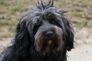 beautiful black tibet terrier head portrait in the garden