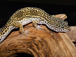 Common leopard gecko (Eublepharis macularius) on wood