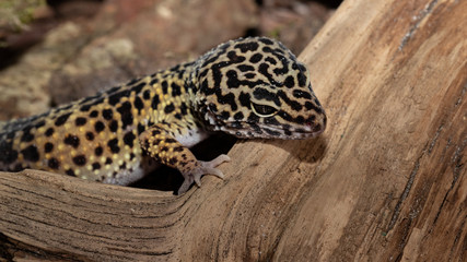Common leopard gecko (Eublepharis macularius)