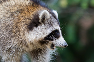 Obraz premium fat raccoon portrait